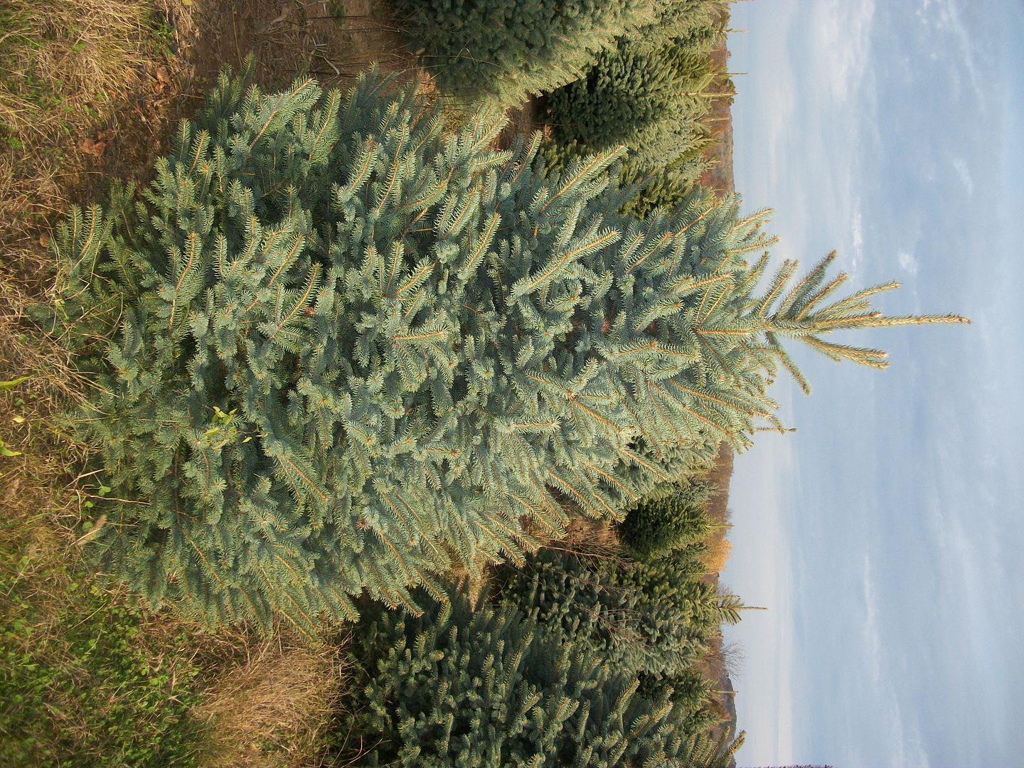 About Our Christmas Trees Evergreen Valley Christmas Tree Farm Cut
